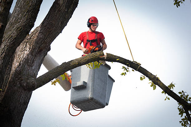 How Our Tree Care Process Works  in  Sussex, WI